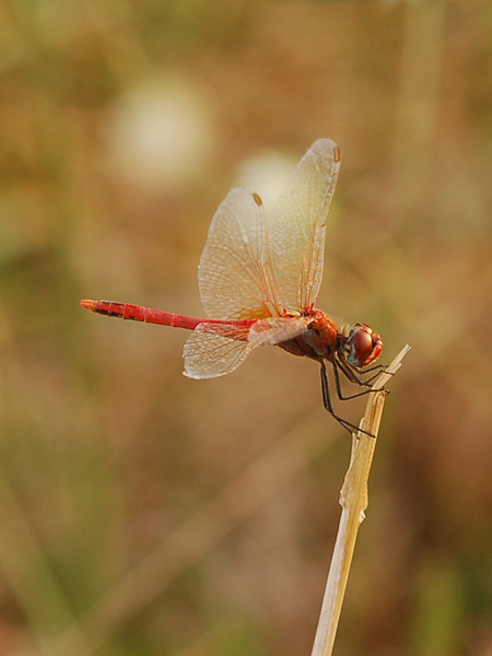 Sympetrum fonscolombii?